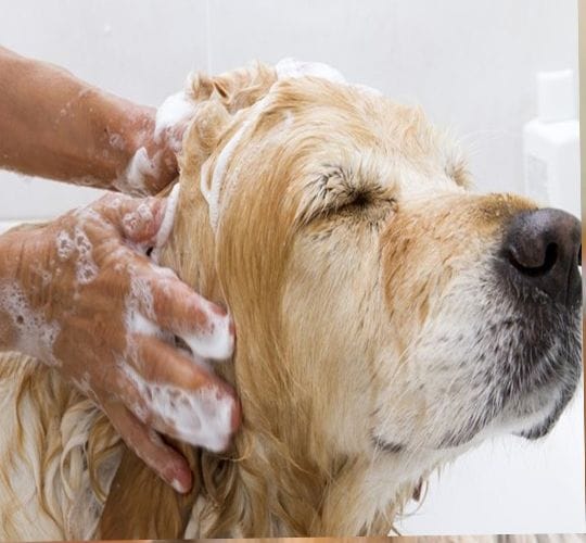 Dog Wash Calgary Pet Bath Service (587) 997 6274 Book Now