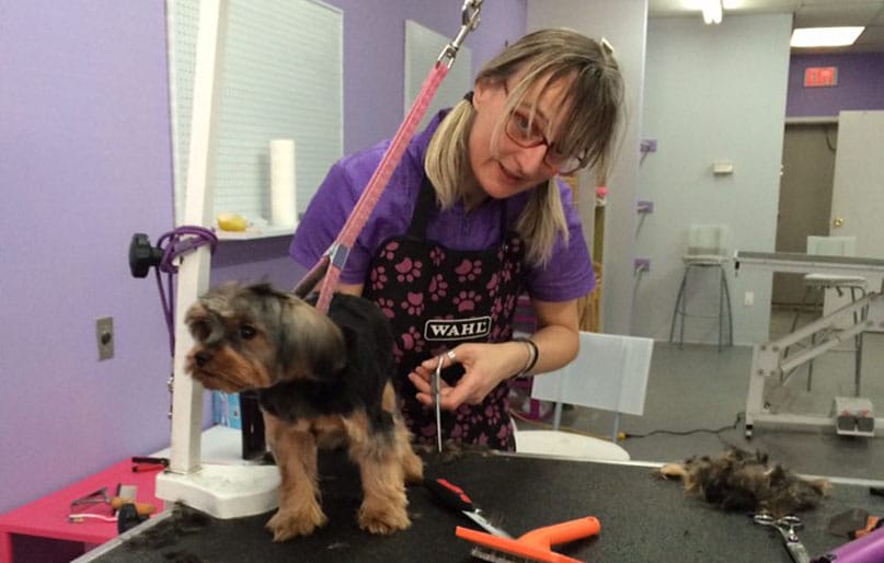 Dog Grooming Calgary Best Pet Groomers in Calgary, AB